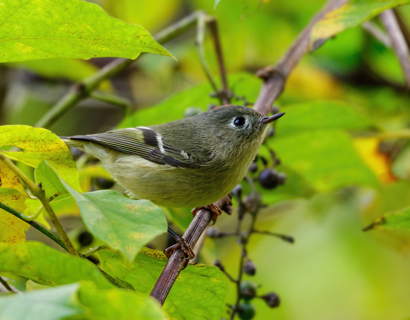 Ruby-crowned Kinglet 2201.jpg :: Ruby-crowned Kinglet (Regulus calendula) Hanover Watershed, Pennsylvania