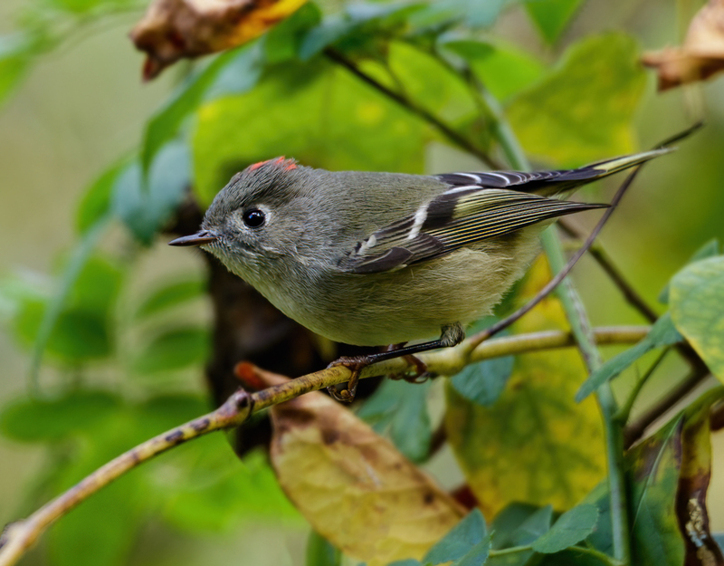 Ruby-crowned Kinglet 2202.jpg :: Ruby-crowned Kinglet (Regulus calendula) Hanover Watershed, Pennsylvania