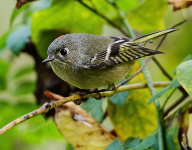 Ruby-crowned Kinglet 2203(1).jpg :: Ruby-crowned Kinglet (Regulus calendula) Hanover Watershed, Pennsylvania