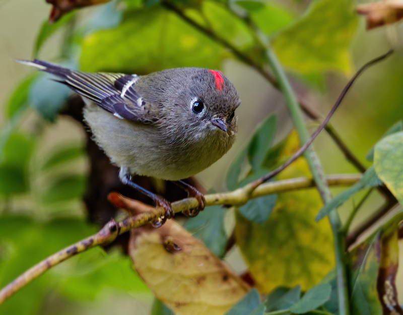 Ruby-crowned Kinglet 2204(1).jpg :: Ruby-crowned Kinglet (Regulus calendula) Hanover Watershed, Pennsylvania