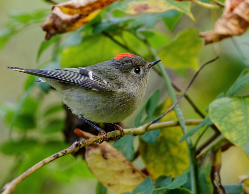 Ruby-crowned Kinglet 2205.jpg :: Ruby-crowned Kinglet (Regulus calendula) Hanover Watershed, Pennsylvania