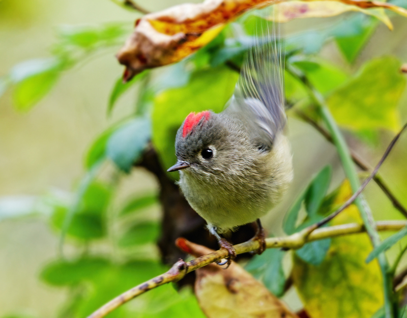 Ruby-crowned Kinglet 2206.jpg :: Ruby-crowned Kinglet (Regulus calendula) Hanover Watershed, Pennsylvania