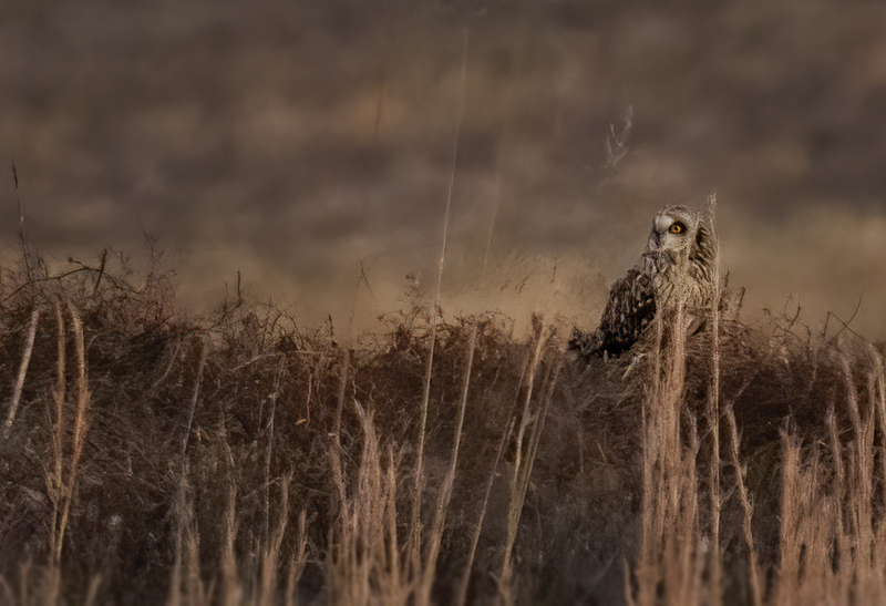 Short-eared Owl 2301(1).jpg :: Short-eared Owl (Asio flammeus) Hopewell Township Recreation Area, Stewartstown, York County, Pennsylvania