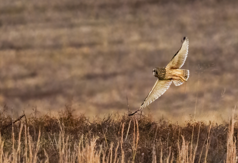 Short-eared Owl 2302(1).jpg :: Short-eared Owl (Asio flammeus) Hopewell Township Recreation Area, Stewartstown, York County, Pennsylvania
