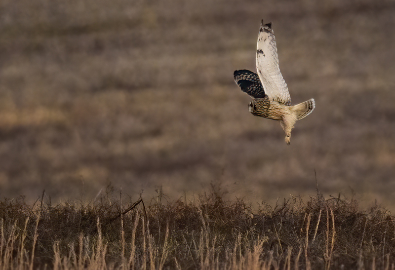 Short-eared Owl 2303.jpg :: Short-eared Owl (Asio flammeus) Hopewell Township Recreation Area, Stewartstown, York County, Pennsylvania