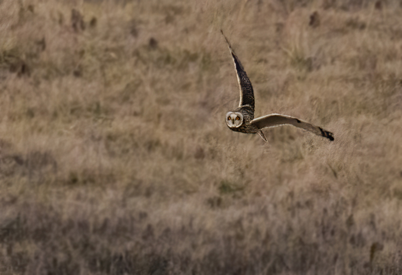 Short-eared Owl 2304(1).jpg :: Short-eared Owl (Asio flammeus) Hopewell Township Recreation Area, Stewartstown, York County, Pennsylvania