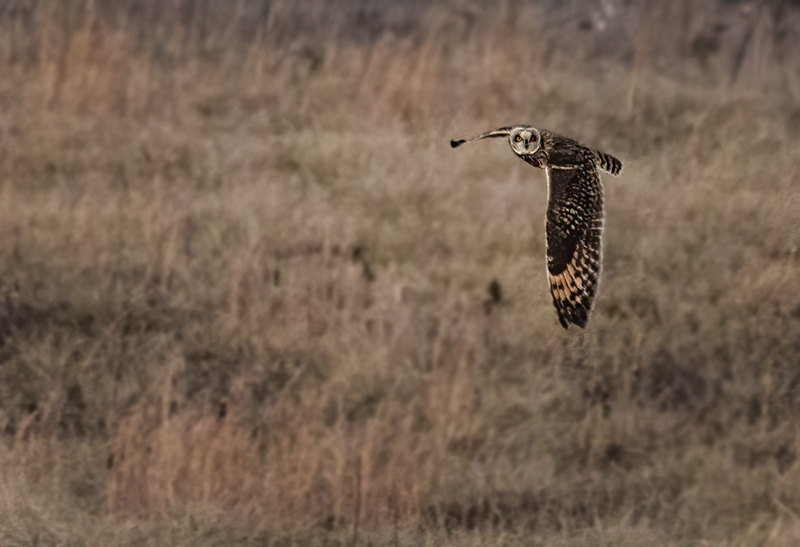 Short-eared Owl 2307(1).jpg :: Short-eared Owl (Asio flammeus) Hopewell Township Recreation Area, Stewartstown, York County, Pennsylvania