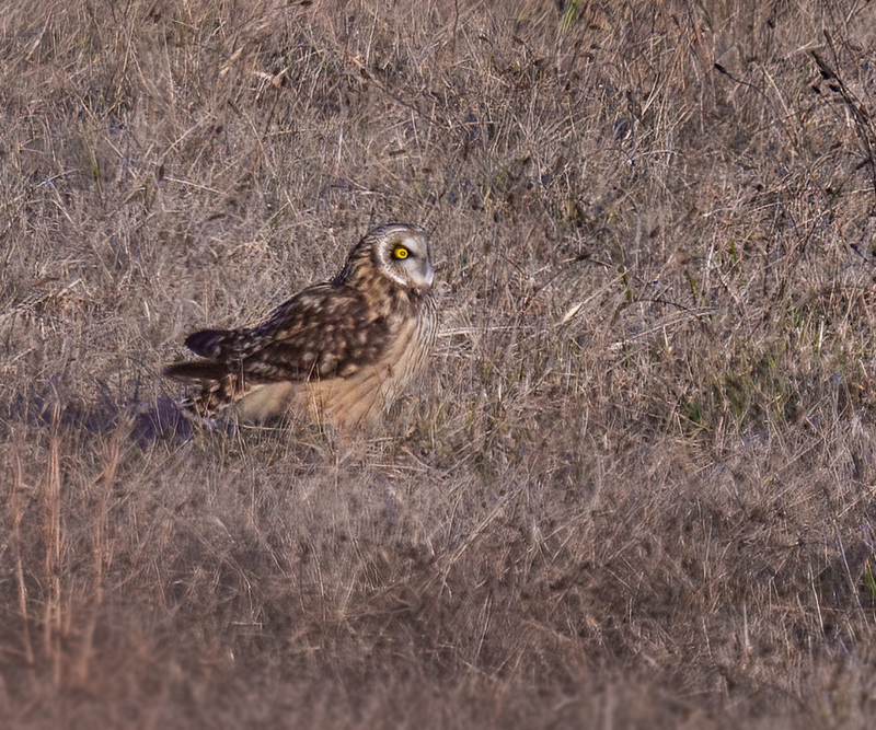 Short-eared Owl 2309(1).jpg :: Short-eared Owl (Asio flammeus) Adams County, Pennsylvania