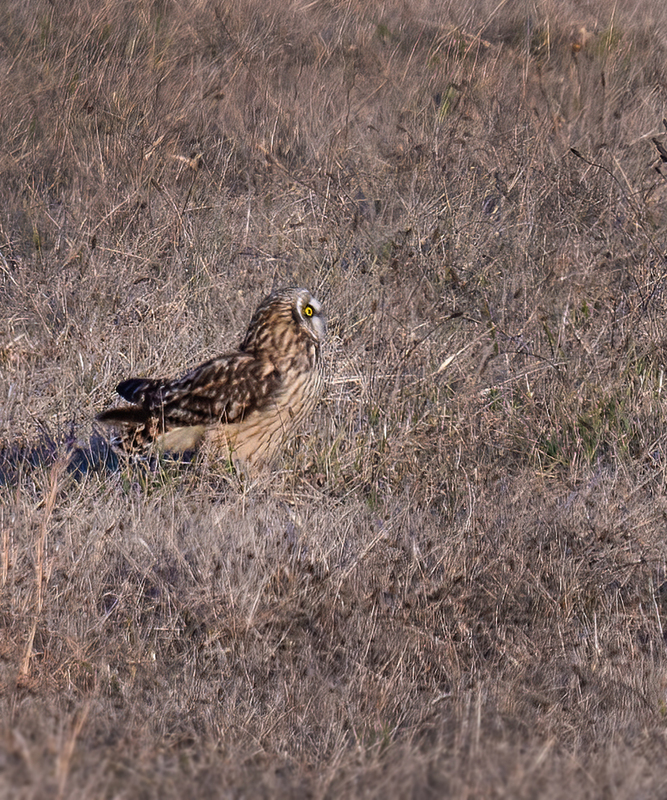 Short-eared Owl 2310.jpg :: Short-eared Owl (Asio flammeus) Adams County, Pennsylvania