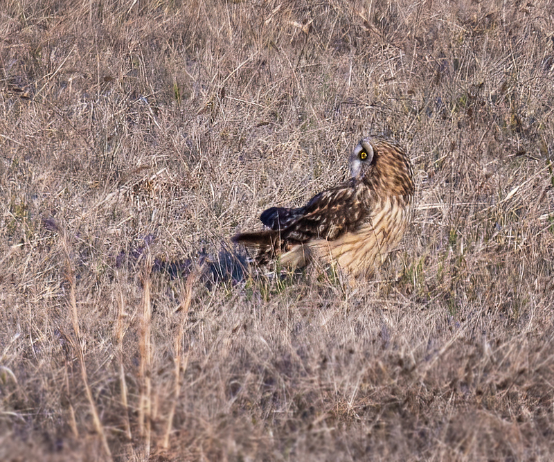 Short-eared Owl 2311(1).jpg :: Short-eared Owl (Asio flammeus) Adams County, Pennsylvania