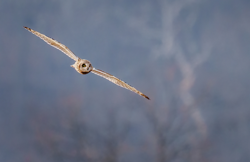 Short-eared Owl 2401.jpg :: Short-eared Owl (Asio flammeus) Freedom Township Grasslands, Adams County, Pennsylvania