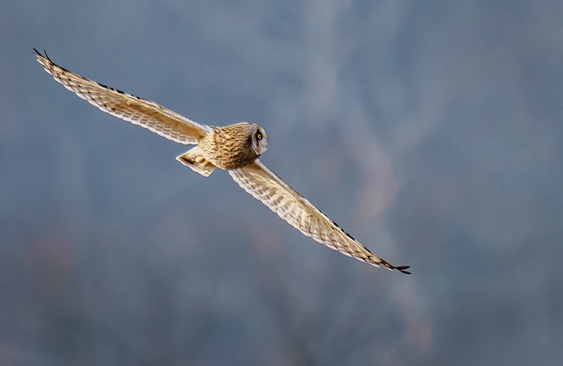 Short-eared Owl 2402.jpg :: Short-eared Owl (Asio flammeus) Freedom Township Grasslands, Adams County, Pennsylvania