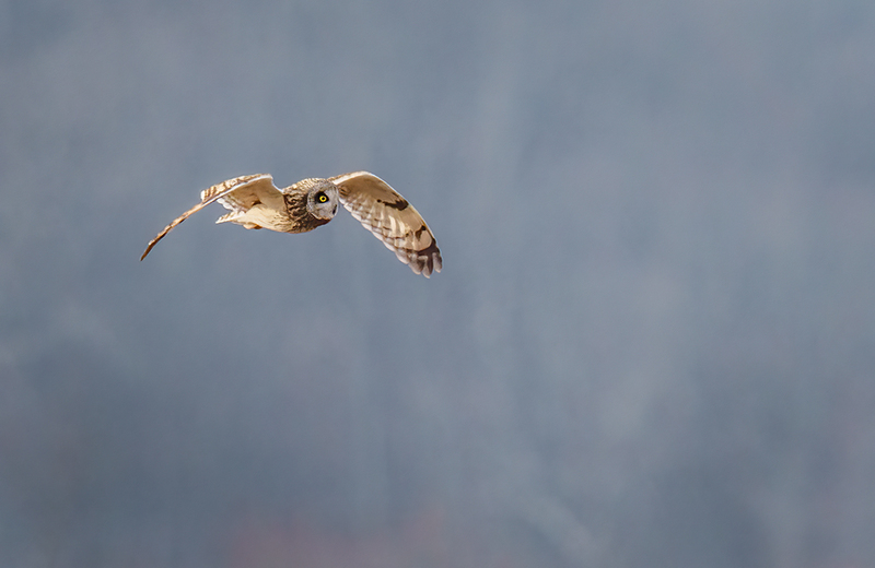 Short-eared Owl 2403.jpg :: Short-eared Owl (Asio flammeus) Freedom Township Grasslands, Adams County, Pennsylvania