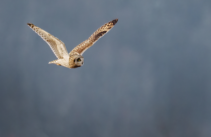 Short-eared Owl 2404.jpg :: Short-eared Owl (Asio flammeus) Freedom Township Grasslands, Adams County, Pennsylvania