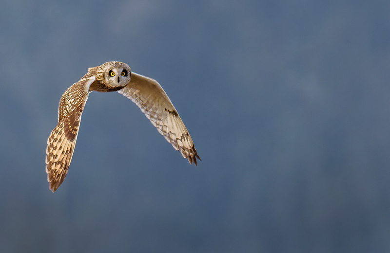 Short-eared Owl 2405.jpg :: Short-eared Owl (Asio flammeus) Freedom Township Grasslands, Adams County, Pennsylvania