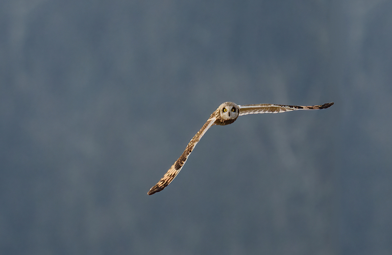 Short-eared Owl 2406.jpg :: Short-eared Owl (Asio flammeus) Freedom Township Grasslands, Adams County, Pennsylvania
