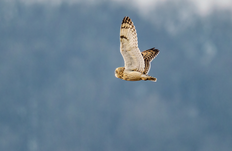 Short-eared Owl 2407.jpg :: Short-eared Owl (Asio flammeus) Freedom Township Grasslands, Adams County, Pennsylvania