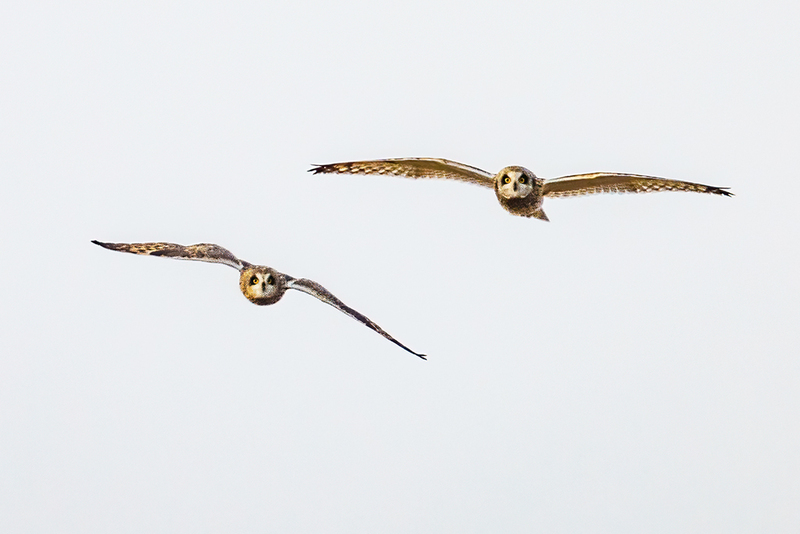 Short-eared Owl 2408.jpg :: Short-eared Owl (Asio flammeus) Freedom Township Grasslands, Adams County, Pennsylvania