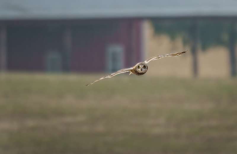 Short-eared Owl 2409.jpg :: Short-eared Owl (Asio flammeus) Freedom Township Grasslands, Adams County, Pennsylvania
