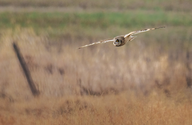 Short-eared Owl 2410.jpg :: Short-eared Owl (Asio flammeus) Freedom Township Grasslands, Adams County, Pennsylvania