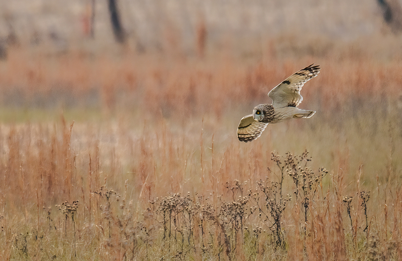 Short-eared Owl 2411.jpg :: Short-eared Owl (Asio flammeus) Freedom Township Grasslands, Adams County, Pennsylvania