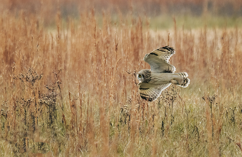 Short-eared Owl 2412.jpg :: Short-eared Owl (Asio flammeus) Freedom Township Grasslands, Adams County, Pennsylvania