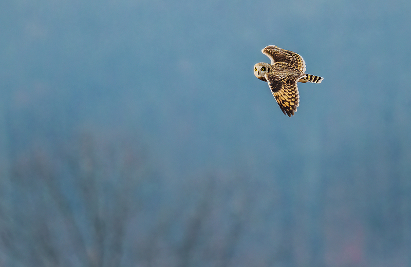 Short-eared Owl 2413.jpg :: Short-eared Owl (Asio flammeus) Freedom Township Grasslands, Adams County, Pennsylvania