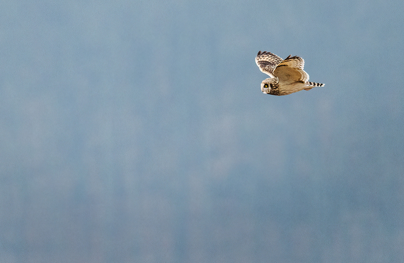 Short-eared Owl 2414.jpg :: Short-eared Owl (Asio flammeus) Freedom Township Grasslands, Adams County, Pennsylvania