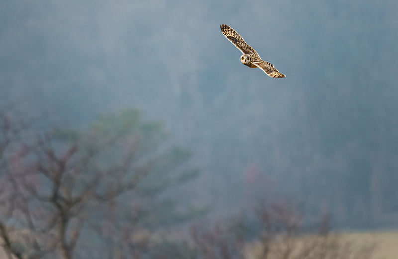 Short-eared Owl 2415.jpg :: Short-eared Owl (Asio flammeus) Freedom Township Grasslands, Adams County, Pennsylvania