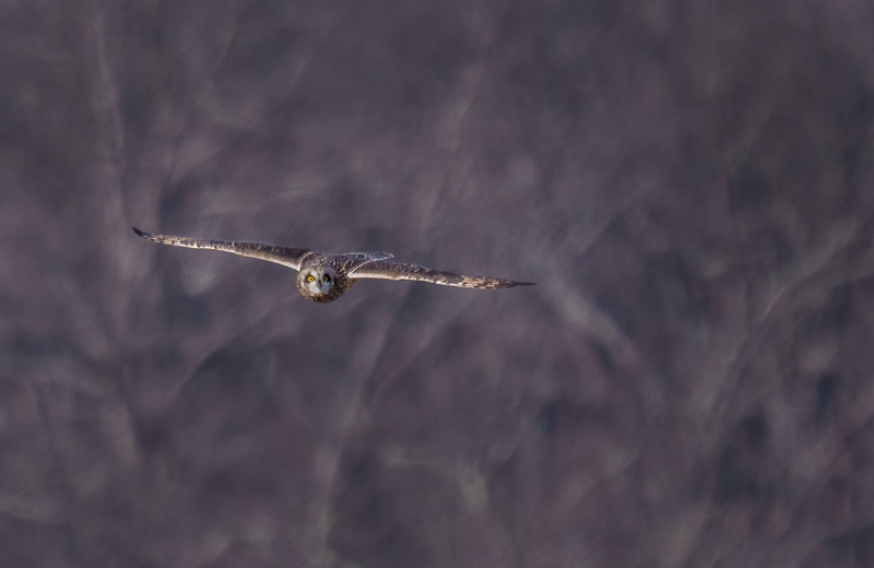 Short-eared Owl 2501(1).jpg :: Short-eared Owl (Asio flammeus) Freedom Township Grasslands, Adams County, Pennsylvania