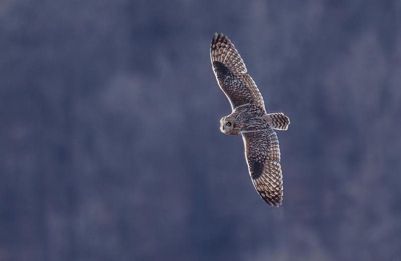Short-eared Owl 2501A(1).jpg :: Short-eared Owl (Asio flammeus) Freedom Township Grasslands, Adams County, Pennsylvania
