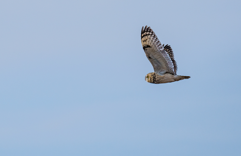 Short-eared Owl 2503(1).jpg :: Short-eared Owl (Asio flammeus) Freedom Township Grasslands, Adams County, Pennsylvania