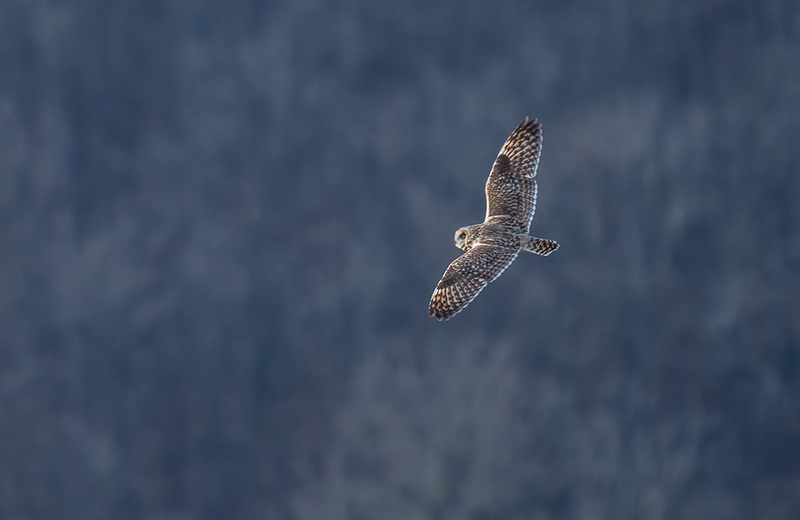 Short-eared Owl 2506(1).jpg :: Short-eared Owl (Asio flammeus) Freedom Township Grasslands, Adams County, Pennsylvania