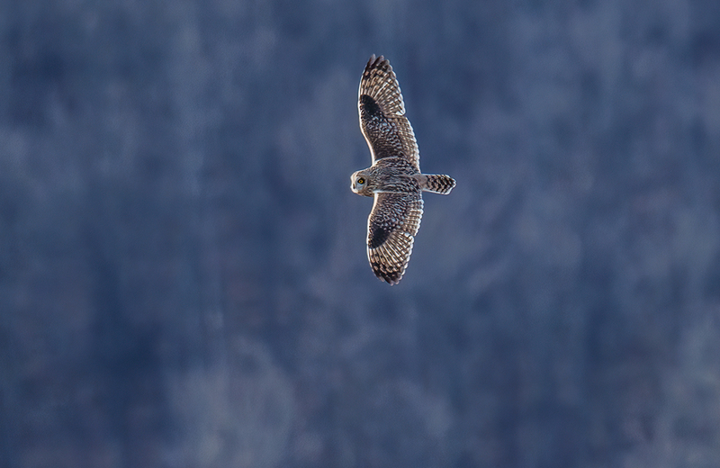 Short-eared Owl 2507(1).jpg :: Short-eared Owl (Asio flammeus) Freedom Township Grasslands, Adams County, Pennsylvania