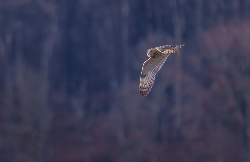 Short-eared Owl 2508(1).jpg :: Short-eared Owl (Asio flammeus) Freedom Township Grasslands, Adams County, Pennsylvania