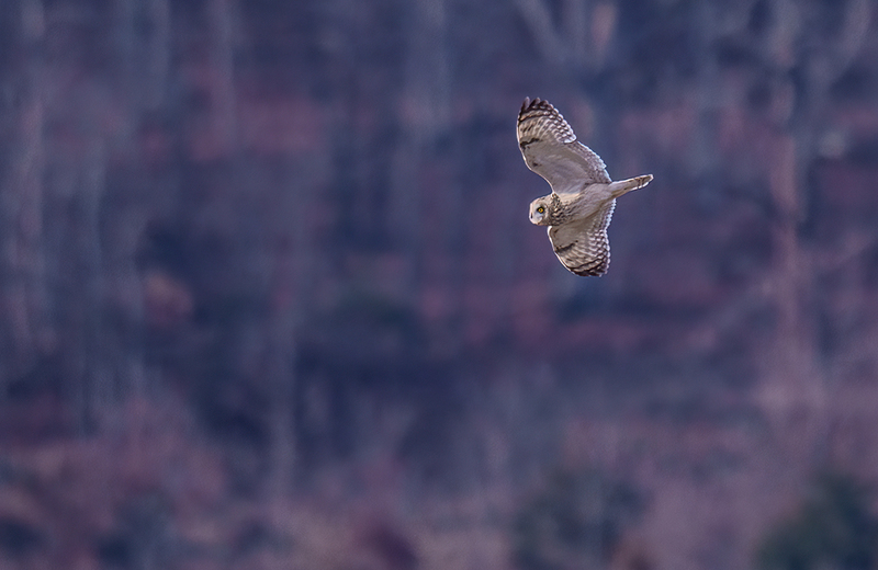 Short-eared Owl 2509(1).jpg :: Short-eared Owl (Asio flammeus) Freedom Township Grasslands, Adams County, Pennsylvania