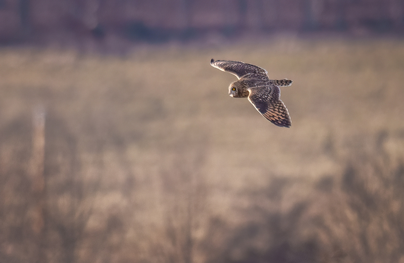 Short-eared Owl 2510(1).jpg :: Short-eared Owl (Asio flammeus) Freedom Township Grasslands, Adams County, Pennsylvania
