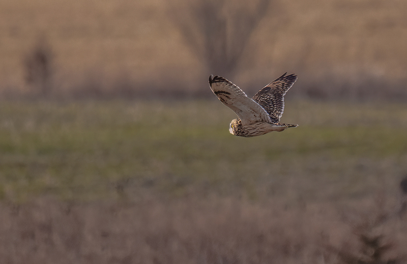 Short-eared Owl 2511.jpg :: Short-eared Owl (Asio flammeus) Freedom Township Grasslands, Adams County, Pennsylvania