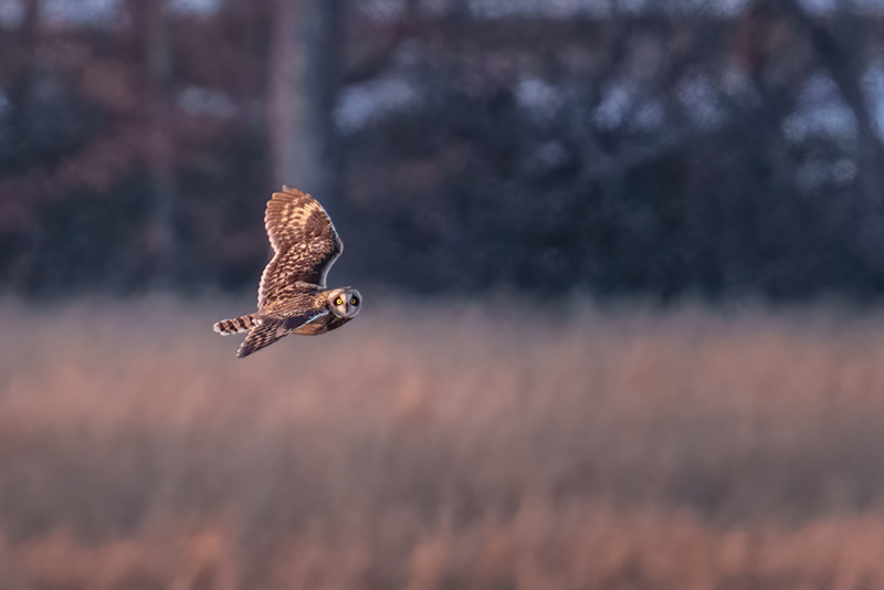 Short-eared Owl 2513.jpg :: Short-eared Owl (Asio flammeus) Freedom Township Grasslands, Adams County, Pennsylvania