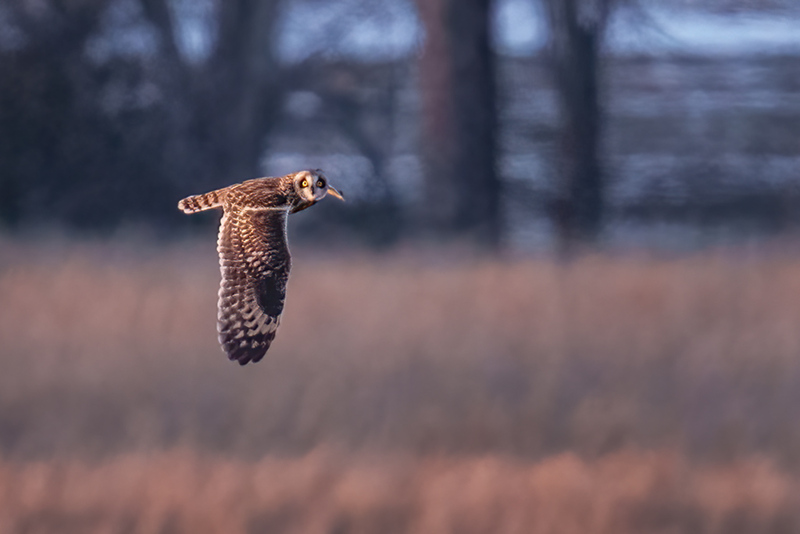 Short-eared Owl 2514.jpg :: Short-eared Owl (Asio flammeus) Freedom Township Grasslands, Adams County, Pennsylvania