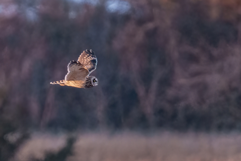Short-eared Owl 2515.jpg :: Short-eared Owl (Asio flammeus) Freedom Township Grasslands, Adams County, Pennsylvania