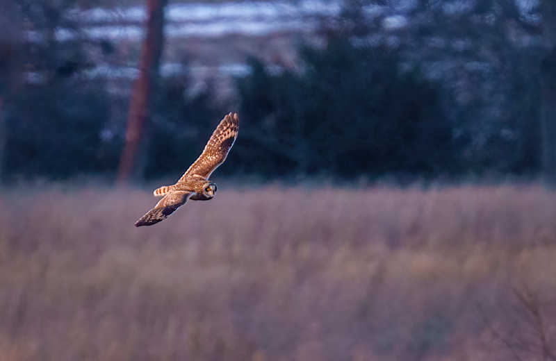 Short-eared Owl 2517.jpg :: Short-eared Owl (Asio flammeus) Freedom Township Grasslands, Adams County, Pennsylvania