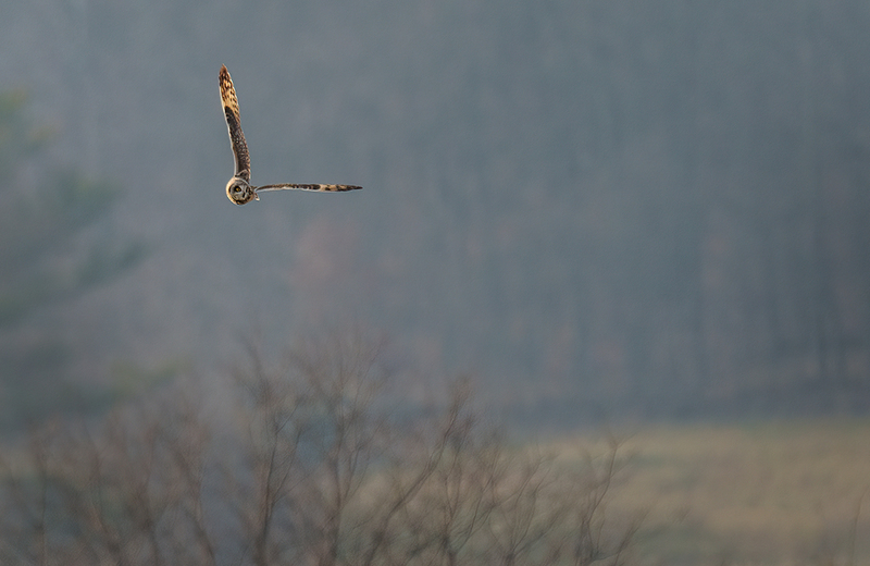Short-eared Owl 2518.jpg :: Short-eared Owl (Asio flammeus) Freedom Township Grasslands, Adams County, Pennsylvania