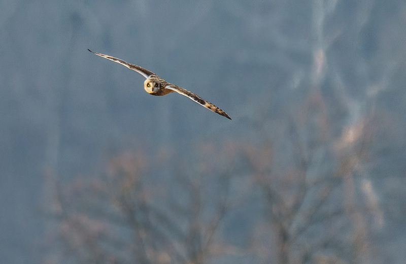 Short-eared Owl 2519.jpg :: Short-eared Owl (Asio flammeus) Freedom Township Grasslands, Adams County, Pennsylvania