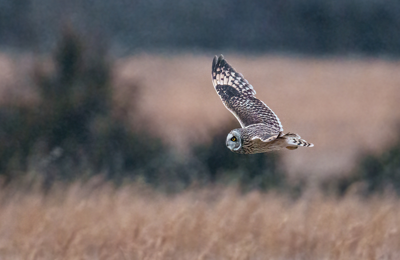 Short-eared Owl 2520.jpg :: Short-eared Owl (Asio flammeus) Freedom Township Grasslands, Adams County, Pennsylvania