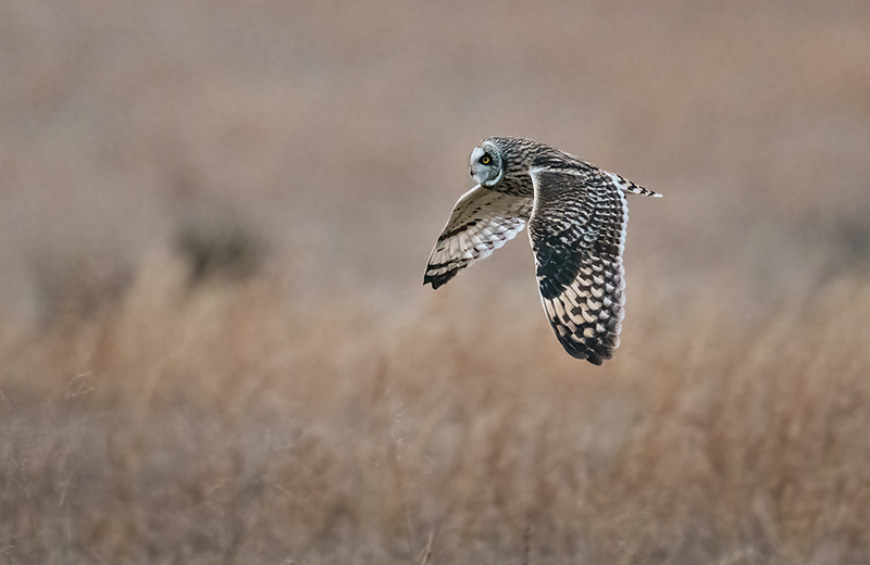 Short-eared Owl 2521.jpg :: Short-eared Owl (Asio flammeus) Freedom Township Grasslands, Adams County, Pennsylvania