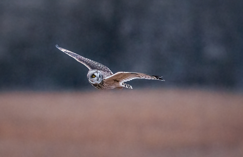 Short-eared Owl 2522.jpg :: Short-eared Owl (Asio flammeus) Freedom Township Grasslands, Adams County, Pennsylvania