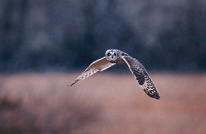Short-eared Owl 2523.jpg :: Short-eared Owl (Asio flammeus) Freedom Township Grasslands, Adams County, Pennsylvania