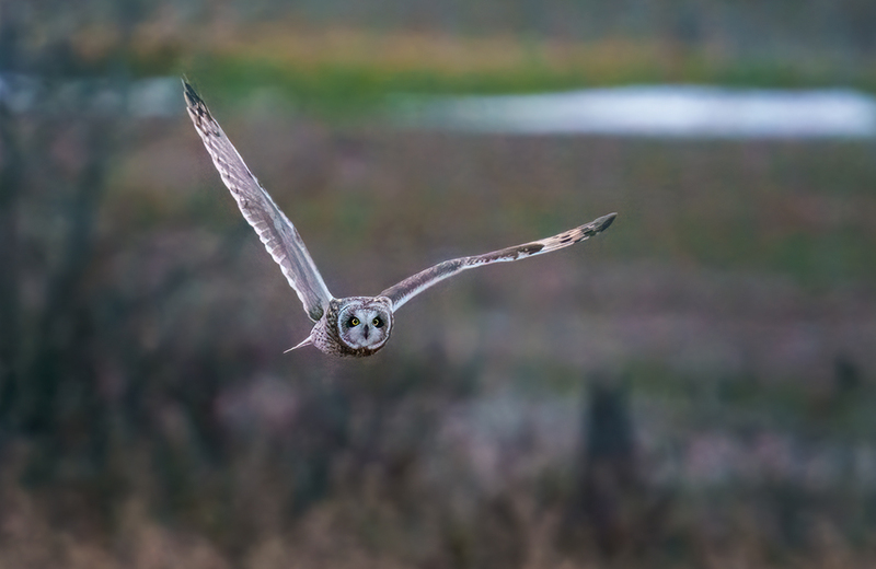 Short-eared Owl 2524.jpg :: Short-eared Owl (Asio flammeus) Freedom Township Grasslands, Adams County, Pennsylvania