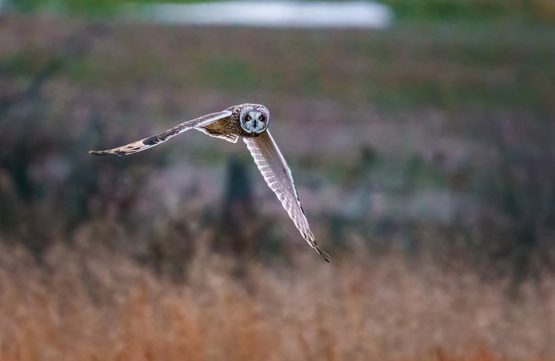 Short-eared Owl 2525.jpg :: Short-eared Owl (Asio flammeus) Freedom Township Grasslands, Adams County, Pennsylvania